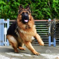 German Shepherd (Alsatian) - Bitches