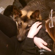 German Shepherd (Alsatian) - Both