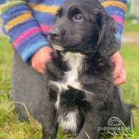 Golden Retriever - Both