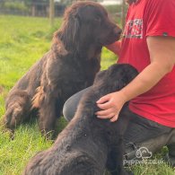 Golden Retriever - Both