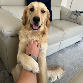 Golden Retriever