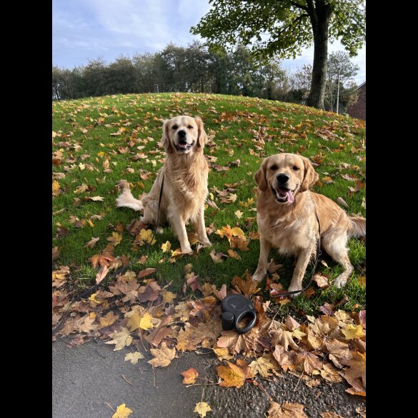 Golden Retriever