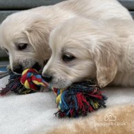 Golden Retriever - Both