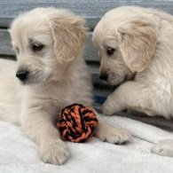 Golden Retriever - Both