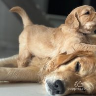 Golden Retriever - Both