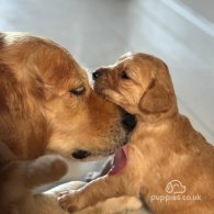 Golden Retriever - Both