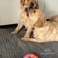 Golden Retriever - Both