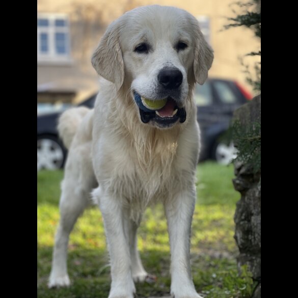 Golden Retriever