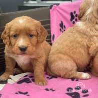 Golden Retriever - Both