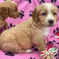 Golden Retriever - Both