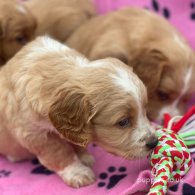 Golden Retriever - Both