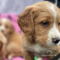 Golden Retriever - Both