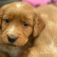 Golden Retriever - Both