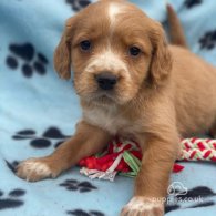 Golden Retriever - Both