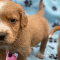 Golden Retriever - Both