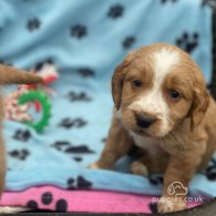 Golden Retriever - Both