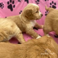 Golden Retriever - Both