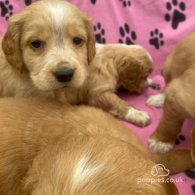 Golden Retriever - Both