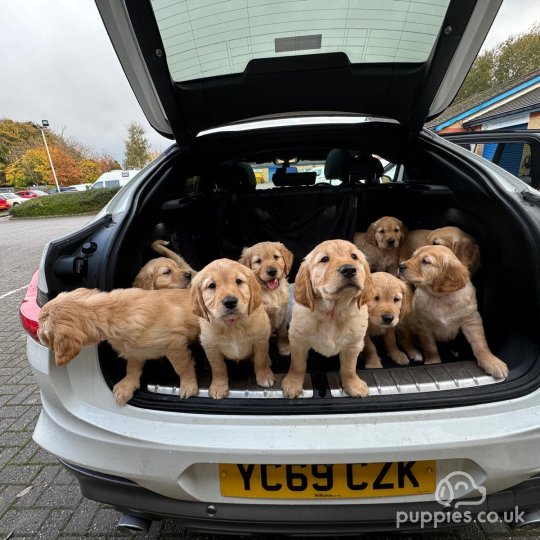 Golden Retriever - Both