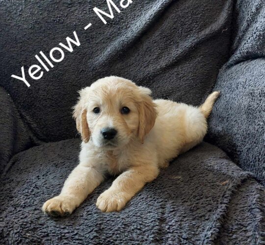 Golden Retriever