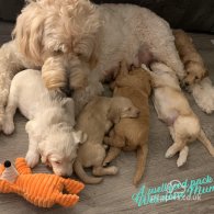 Goldendoodle - Both