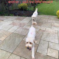 Goldendoodle - Both