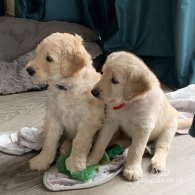 Goldendoodle - Both