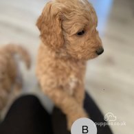 Goldendoodle - Both