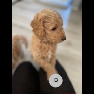 Goldendoodle - Both