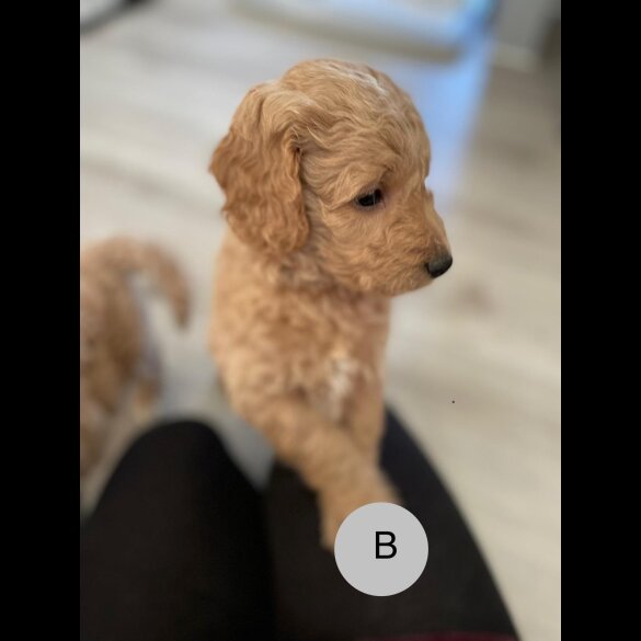 Goldendoodle - Both