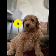 Goldendoodle - Both