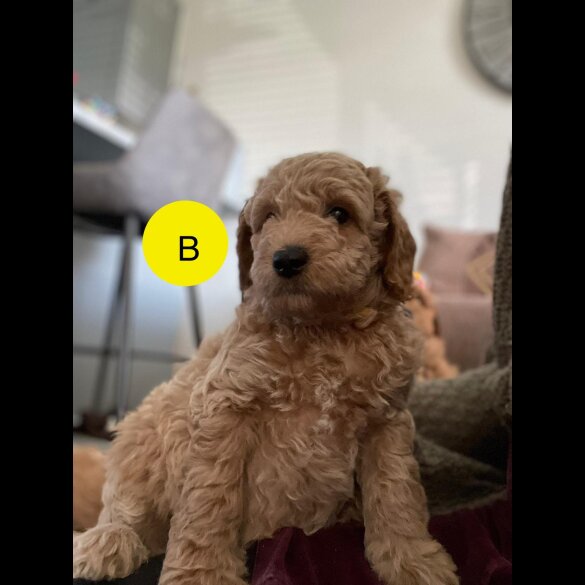 Goldendoodle - Both