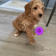 Goldendoodle - Both