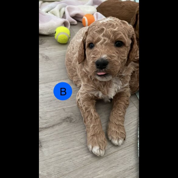 Goldendoodle - Both