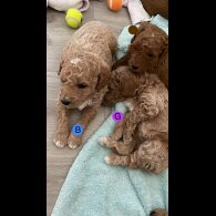 Goldendoodle - Both