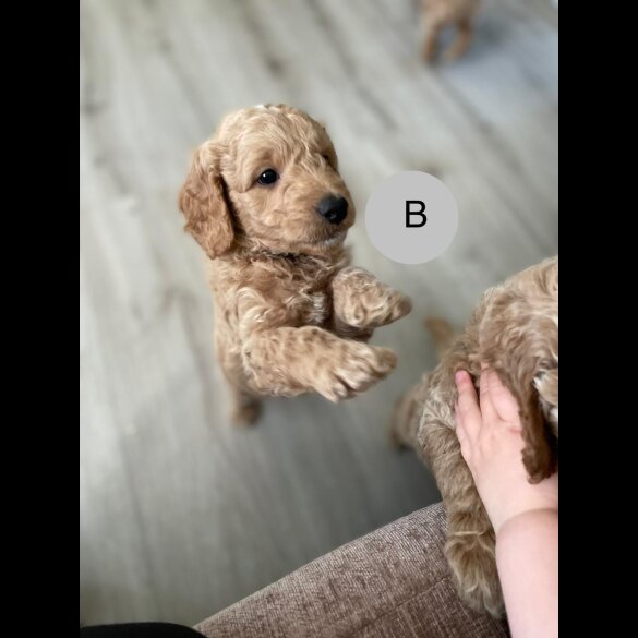 Goldendoodle - Both