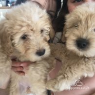 Goldendoodle - Both