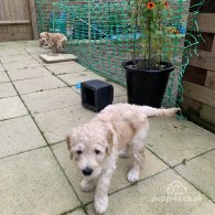 Goldendoodle - Both