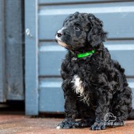 Goldendoodle - Dogs