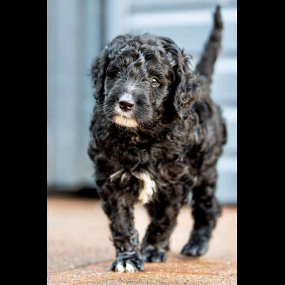 Goldendoodle - Dogs