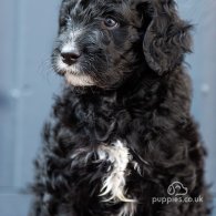 Goldendoodle - Dogs