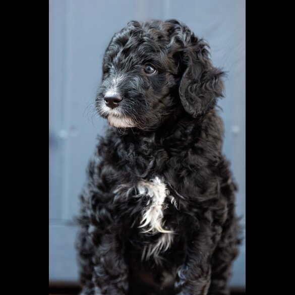 Goldendoodle - Dogs