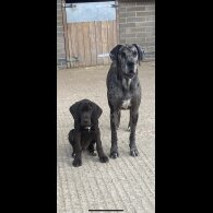 Great Dane - Both