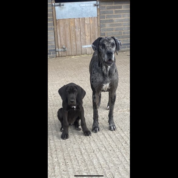 Great Dane - Both