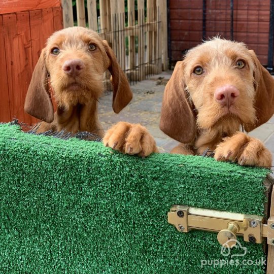 Hungarian Vizsla - Both