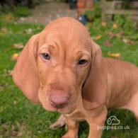 Hungarian Vizsla - Dogs