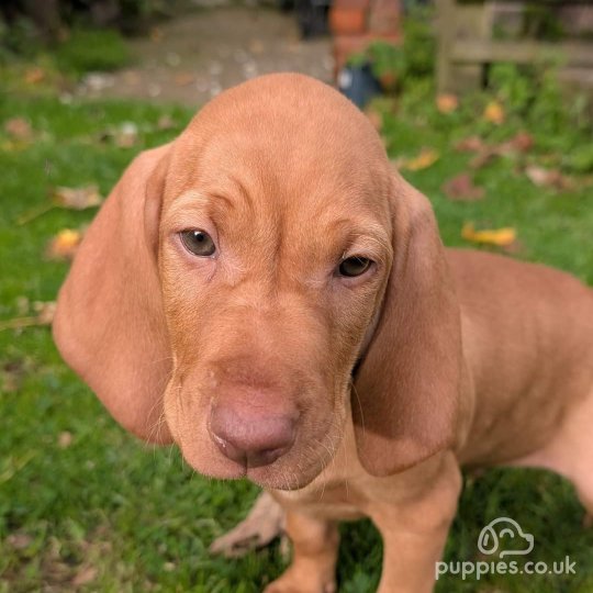 Hungarian Vizsla - Dogs