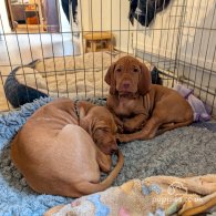 Hungarian Vizsla - Dogs