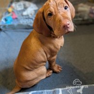 Hungarian Vizsla - Dogs