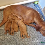 Hungarian Vizsla - Dogs